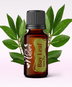 Ulei Esenţial Dafin Laurel / Bay Leaf  / Laurus Nobilis 15ml - Aromaterapie Sigura | nJoy Nature