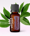 Ulei Esențial Pur Camfor / Camphor / Cinnamomum Camphora 15ml - Aromaterapie Sigura | nJoy Nature