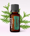 Ulei Esenţial Pur Chiparos / Cypress / Cupressus Sempervirens 15ml - Aromaterapie Sigura | nJoy Nature