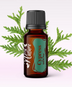 Ulei Esenţial Pur Chiparos / Cypress / Cupressus Sempervirens 15ml - Aromaterapie Sigura | nJoy Nature