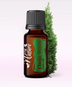 Ulei Esenţial Tuia / Thuja Wood / Thuja Occidentalis 15ml - Aromaterapie Sigura | nJoy Nature